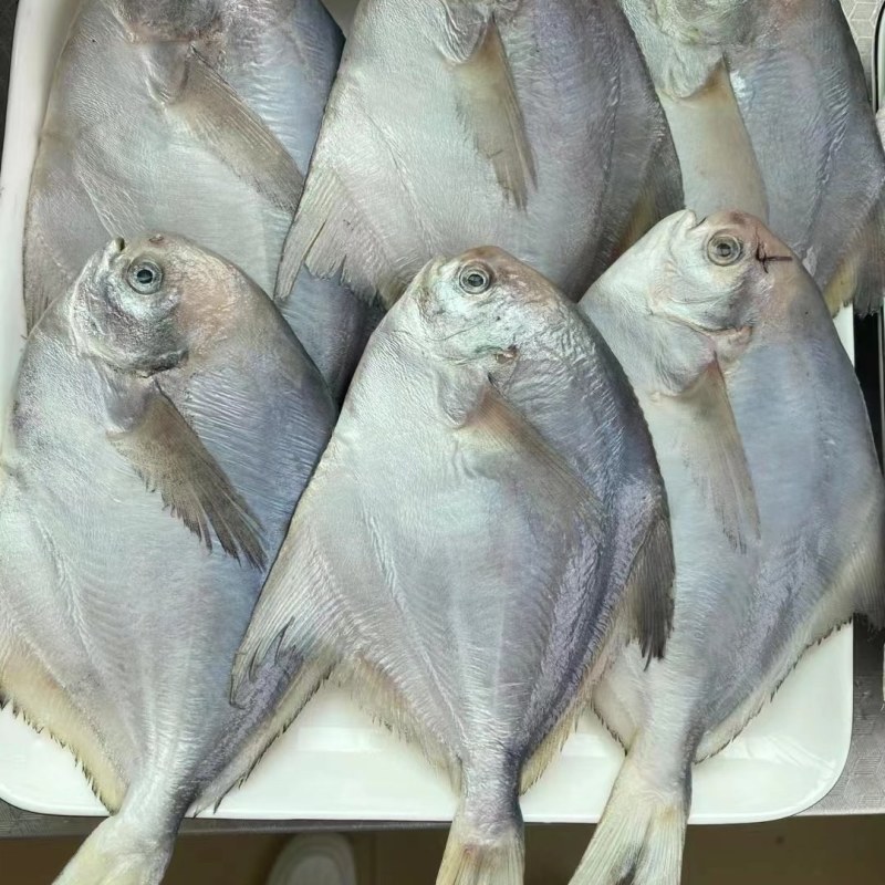 小鲳鱼