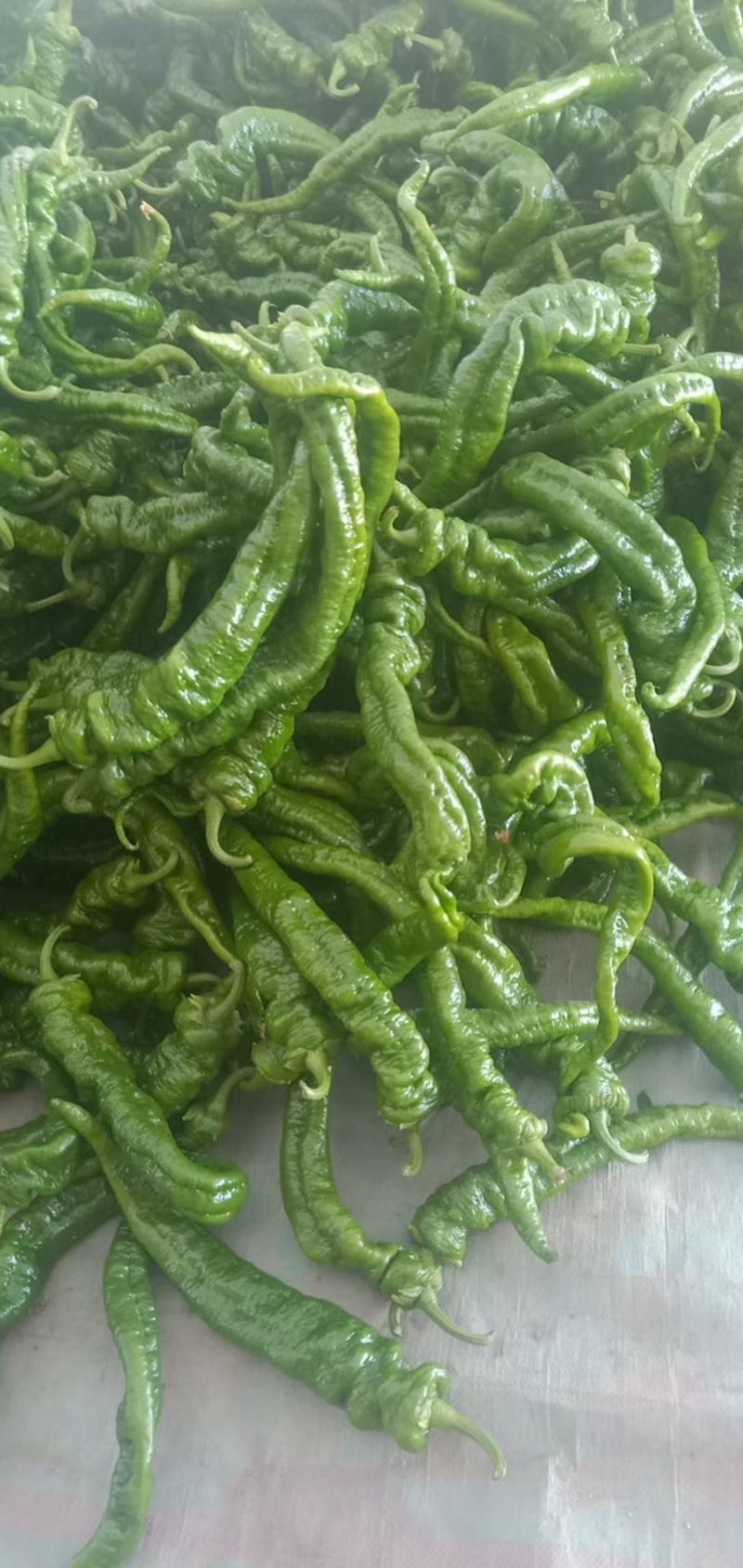 陇椒量大从优