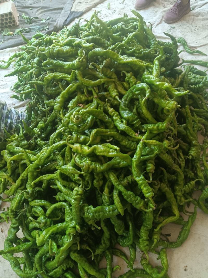 陇椒量大从优