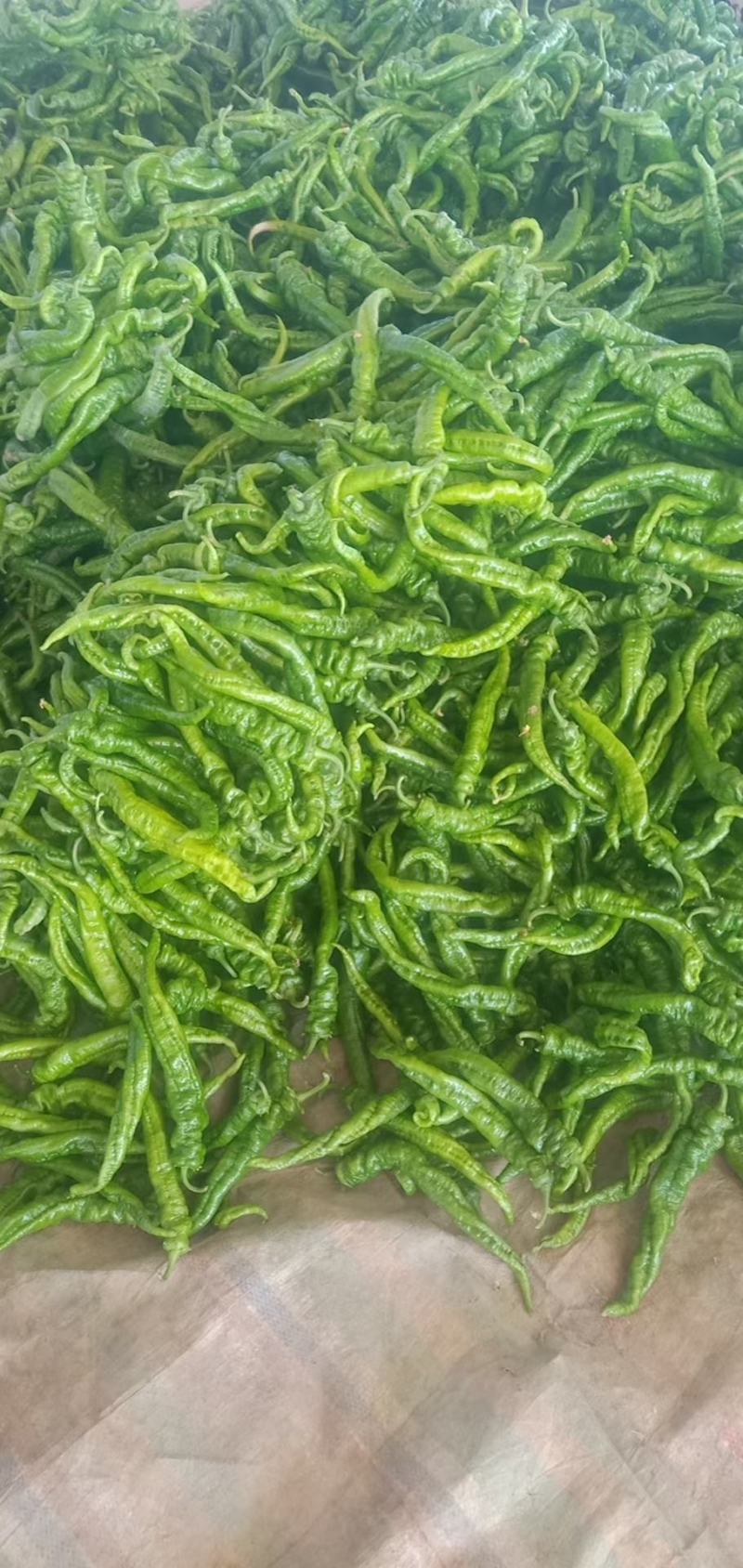 陇椒量大从优