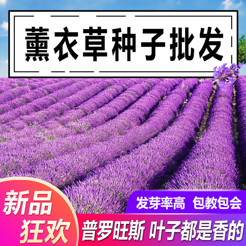 薰衣草种子进口普罗旺斯薰衣草种籽四季易种庭院阳台盆栽花卉