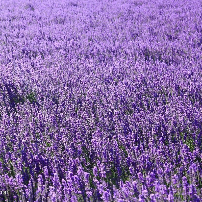 薰衣草种子进口普罗旺斯薰衣草种籽四季易种庭院阳台盆栽花卉