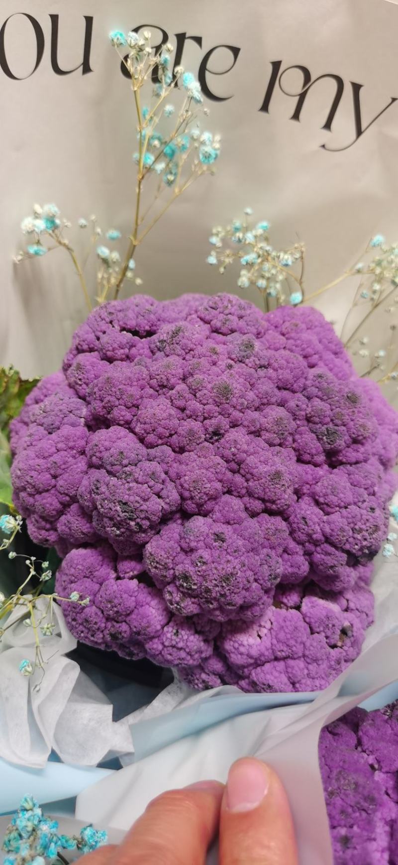 紫花菜种子早熟花椰菜大田专用紫花特色蔬菜春秋种植耐寒