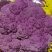 紫花菜种子早熟花椰菜大田专用紫花特色蔬菜春秋种植耐寒