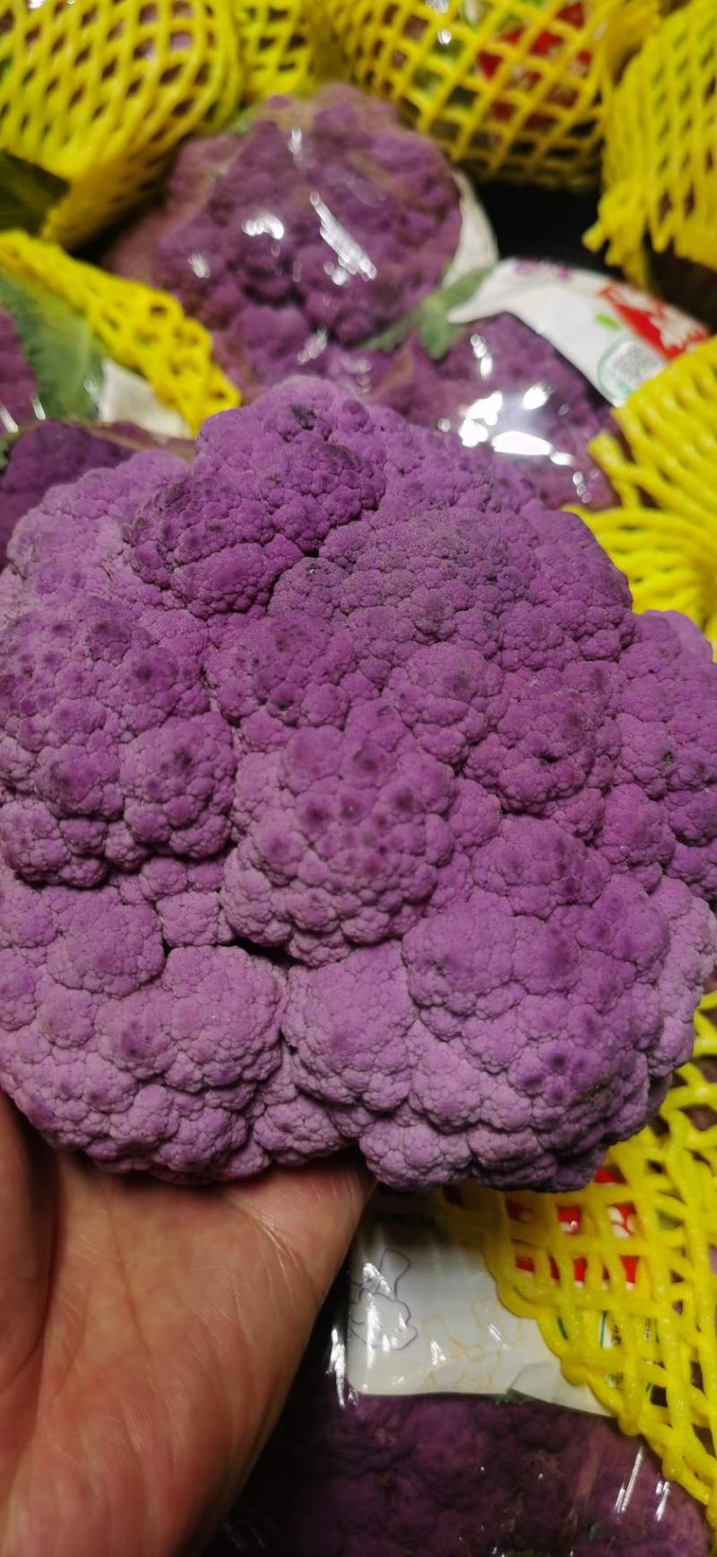 紫花菜种子早熟花椰菜大田专用紫花特色蔬菜春秋种植耐寒