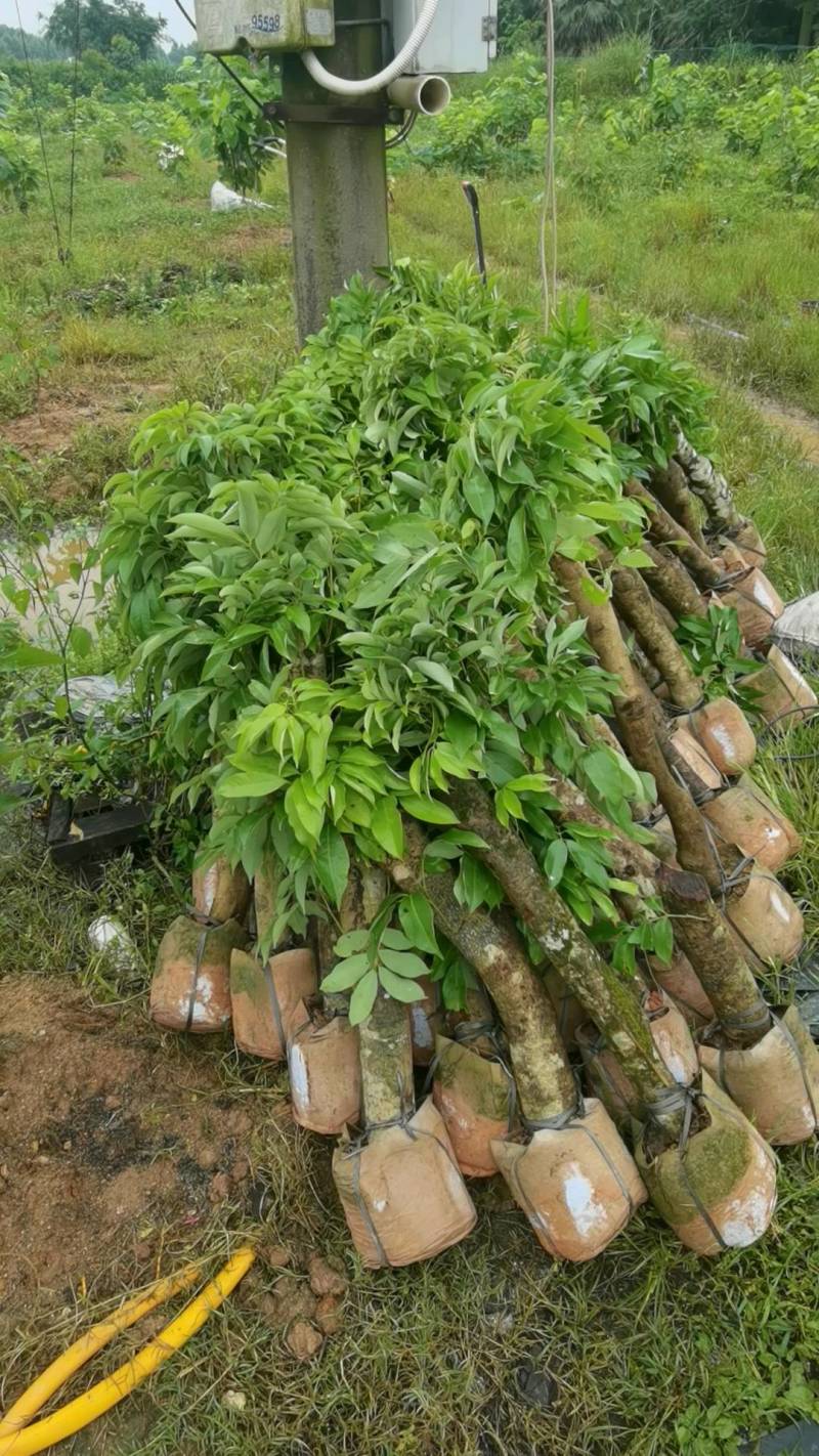 【精选】8公分左右荔枝桩头苗，荔枝高压苗，送货上门