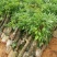 【精选】8公分左右荔枝桩头苗,荔枝高压苗,送货上门