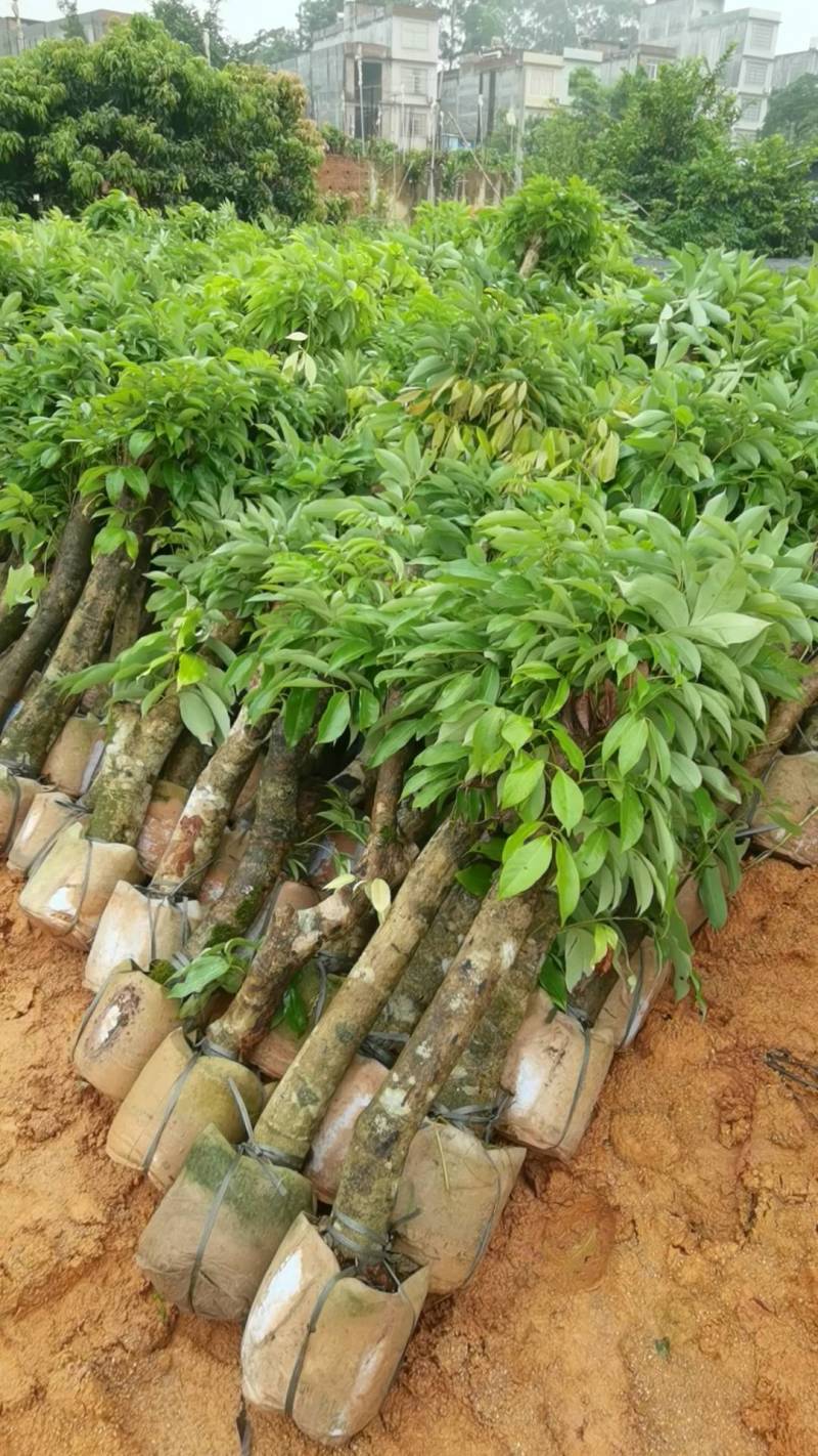 【精选】8公分左右荔枝桩头苗，荔枝高压苗，送货上门