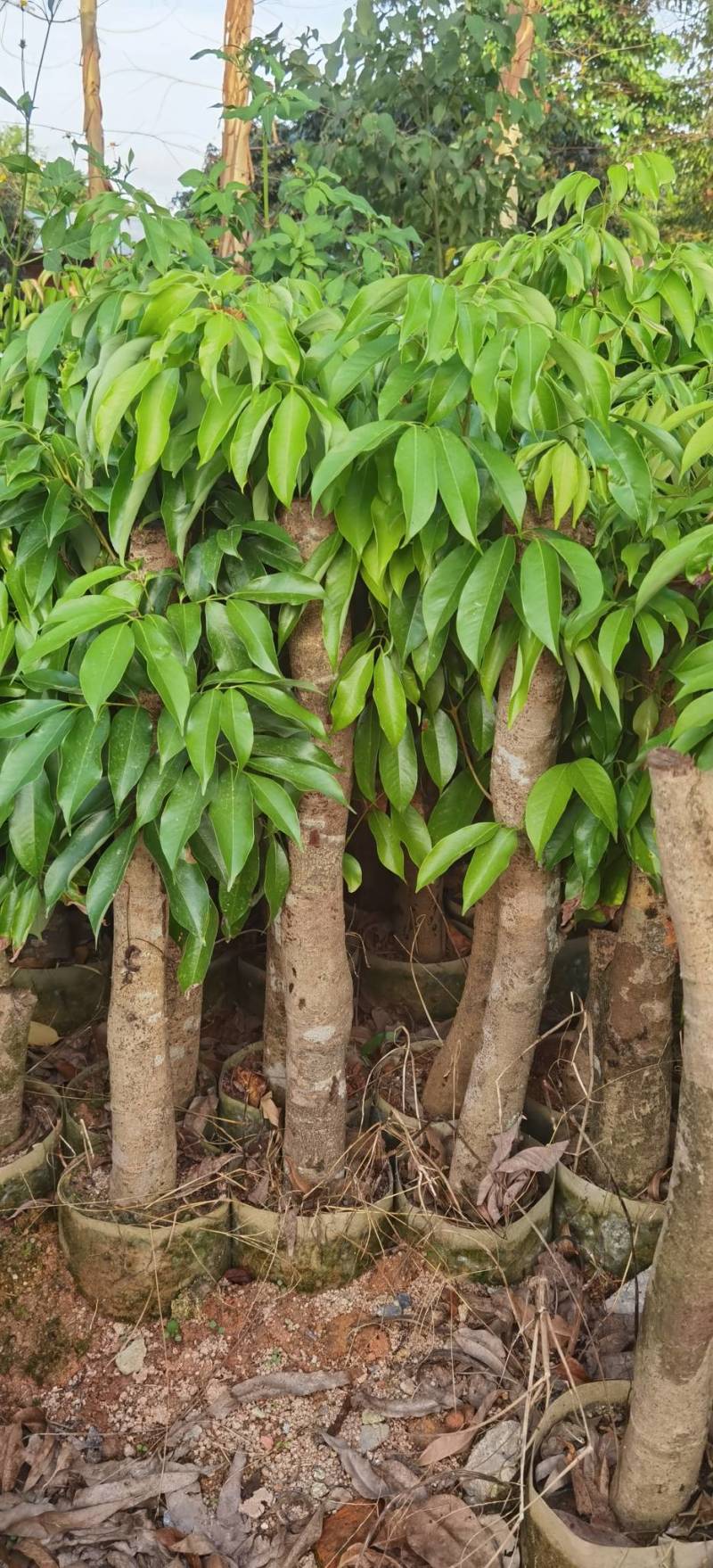 【精选】8公分左右荔枝桩头苗，荔枝高压苗，送货上门