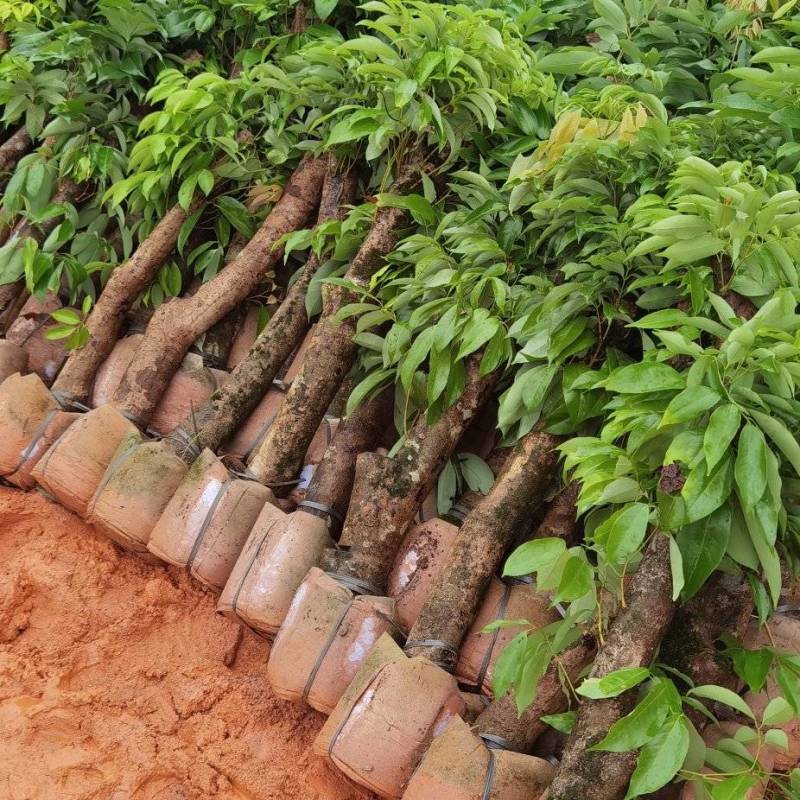 【精选】8公分左右荔枝桩头苗，荔枝高压苗，送货上门