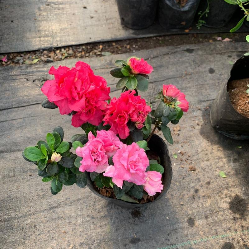 腊皮杜鹃花盆栽苗稀有品种红蜡皮粉腊皮庭院窗台花卉