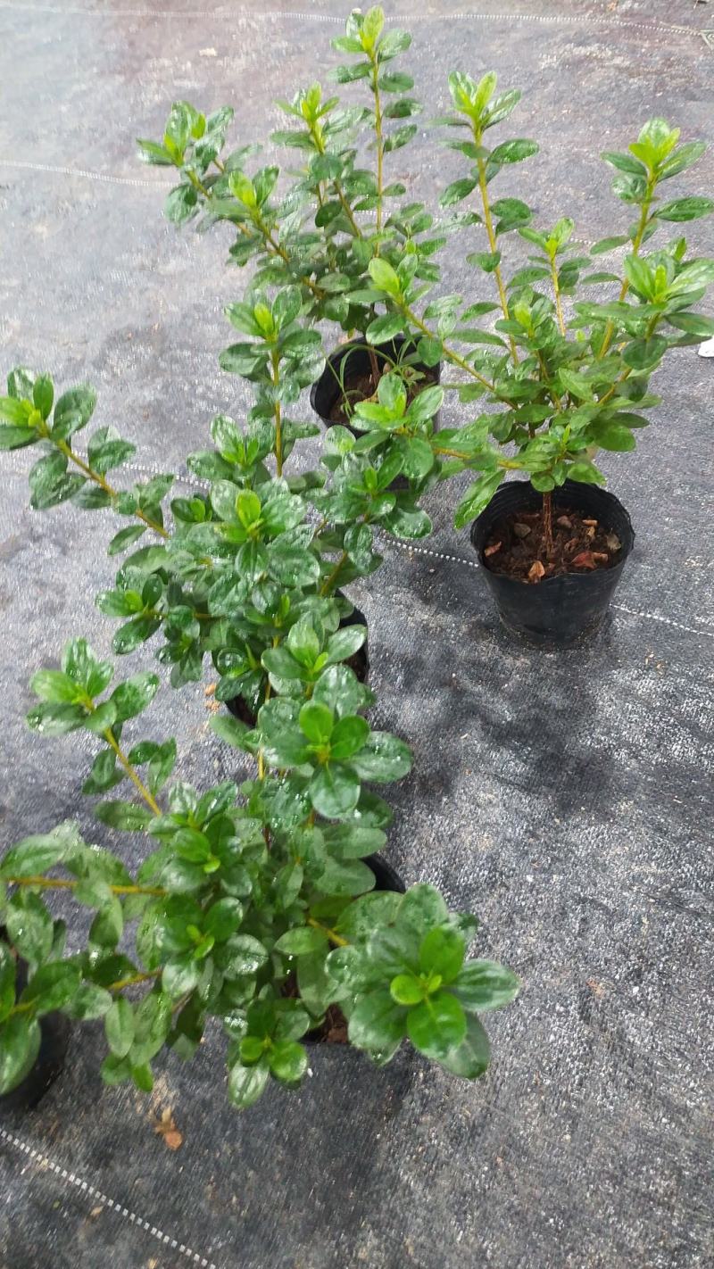 腊皮杜鹃花盆栽苗稀有品种红蜡皮粉腊皮庭院窗台花卉