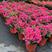 腊皮杜鹃花盆栽苗稀有品种红蜡皮粉腊皮庭院窗台花卉