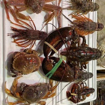 生冻海鲜