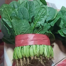 邯郸精品菠菜，质量有保证，本人代办多年以诚信迎接客户