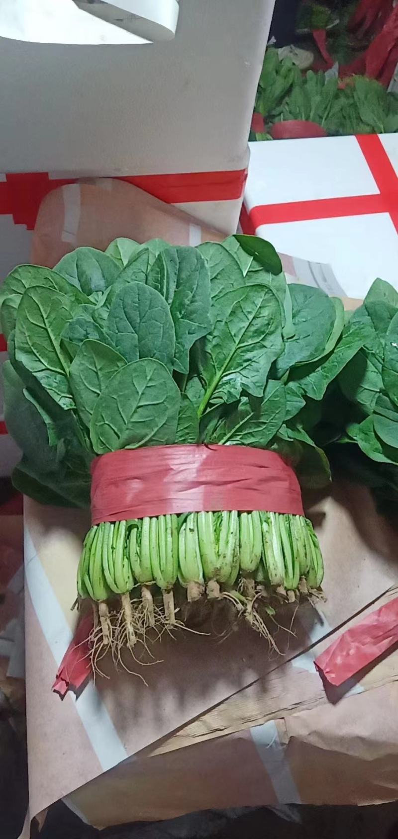 邯郸精品菠菜，质量有保证，本人代办多年以诚信迎接客户