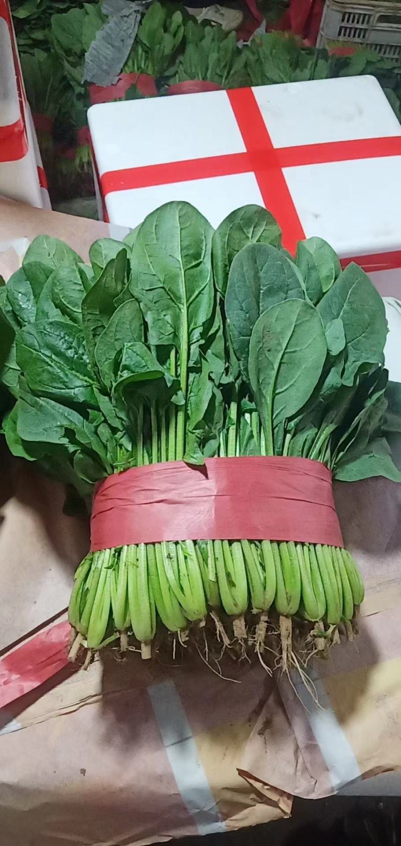 邯郸精品菠菜，质量有保证，本人代办多年以诚信迎接客户