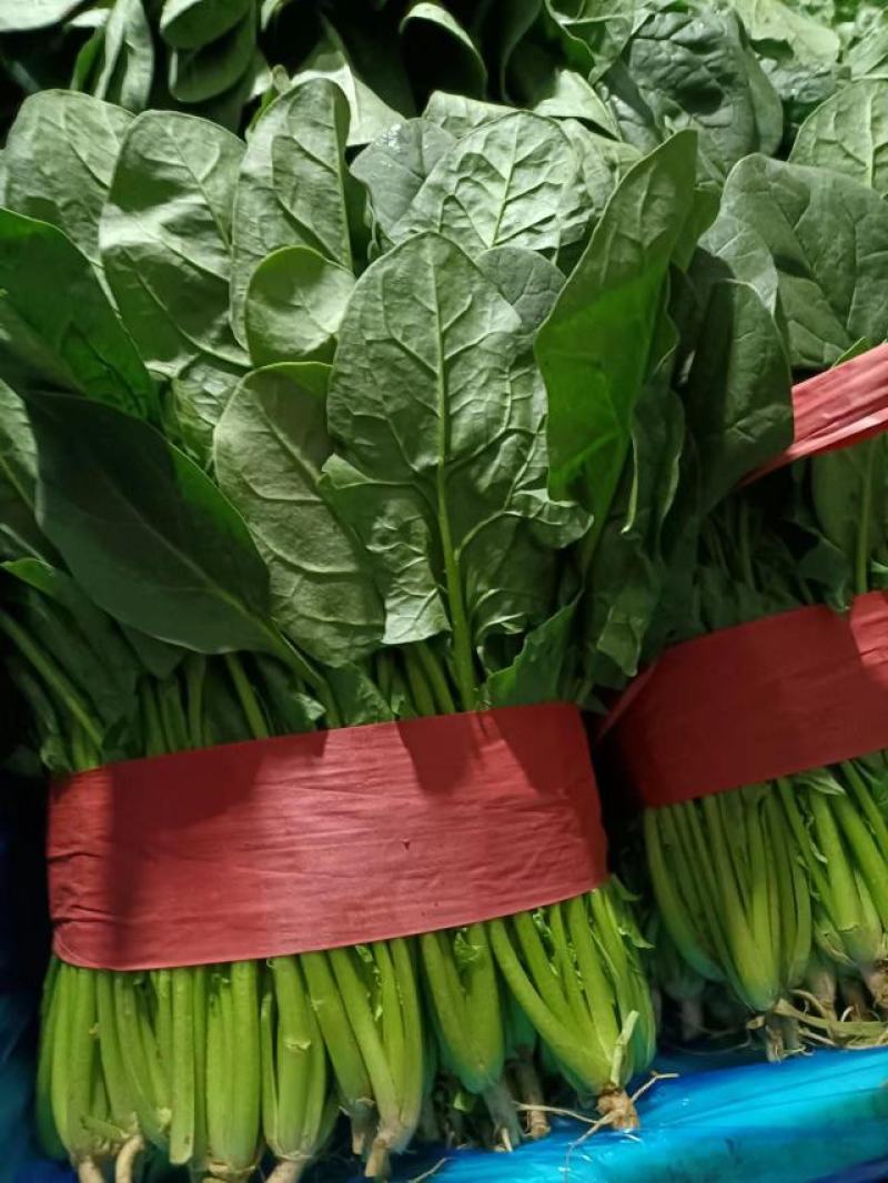 邯郸精品菠菜，质量有保证，本人代办多年以诚信迎接客户