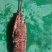 生冻海鲜