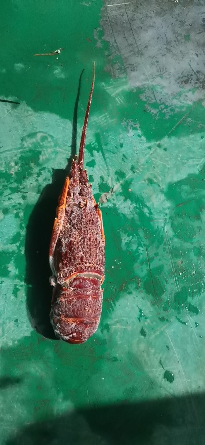 生冻海鲜