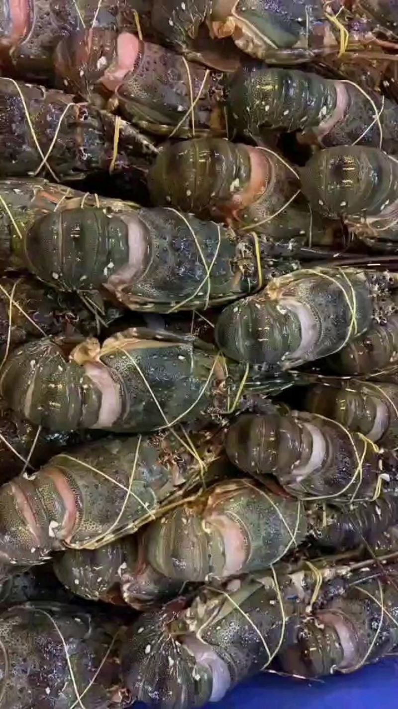 生冻海鲜