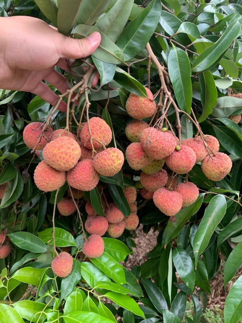 广西桂平禾荔鸡嘴桂味现在大量上市