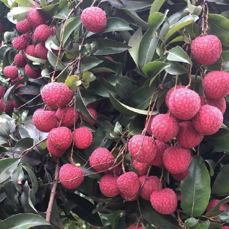 广西桂平禾荔鸡嘴桂味现在大量上市