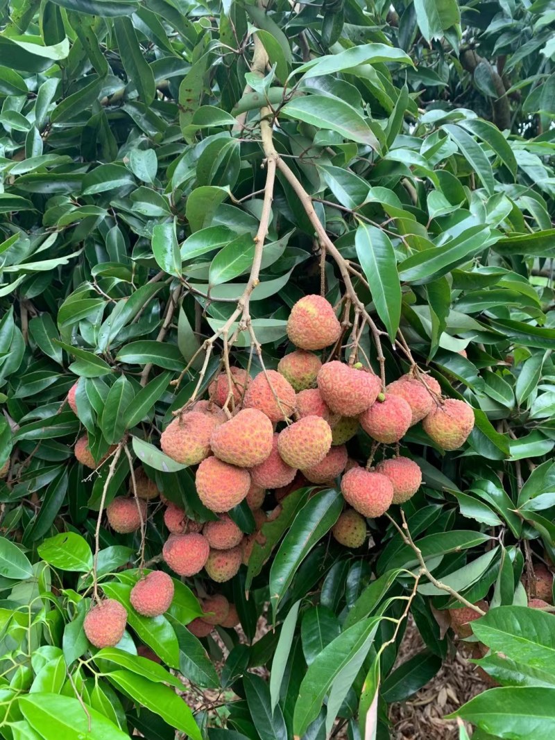 广西桂平禾荔鸡嘴桂味现在大量上市