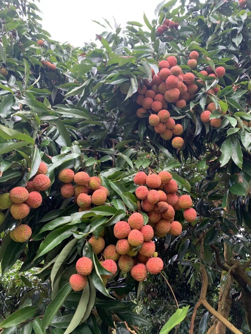 广西桂平禾荔鸡嘴桂味现在大量上市