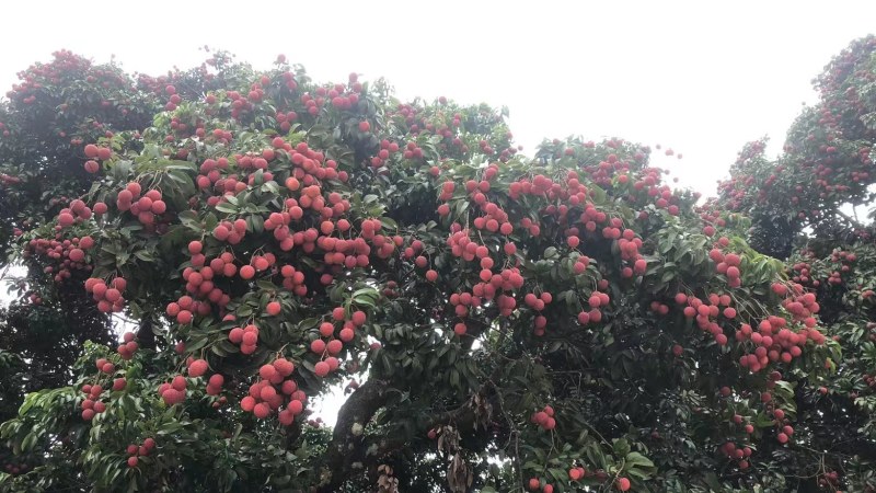 广西桂平禾荔鸡嘴桂味现在大量上市