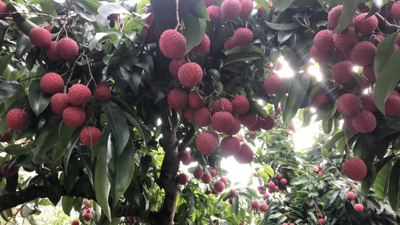 广西桂平禾荔鸡嘴桂味现在大量上市