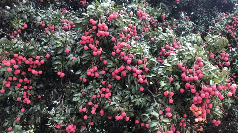 广西桂平禾荔鸡嘴桂味现在大量上市