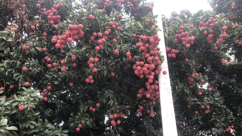 广西桂平禾荔鸡嘴桂味现在大量上市