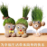 浇水长草头娃娃迷你可爱创意网红小植物盆栽室内抖音同款孩子
