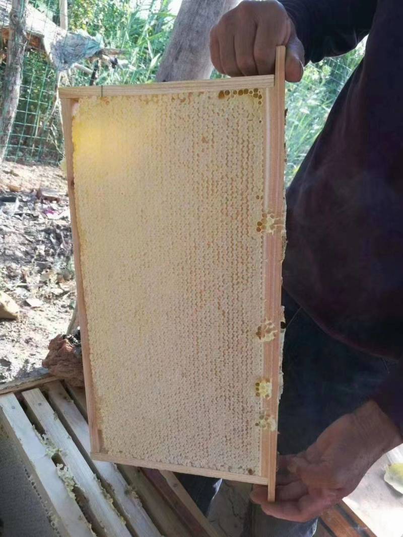 蜂巢蜜。整张新蜜脾新巢蜂蜜整张封口率好支持批发零售