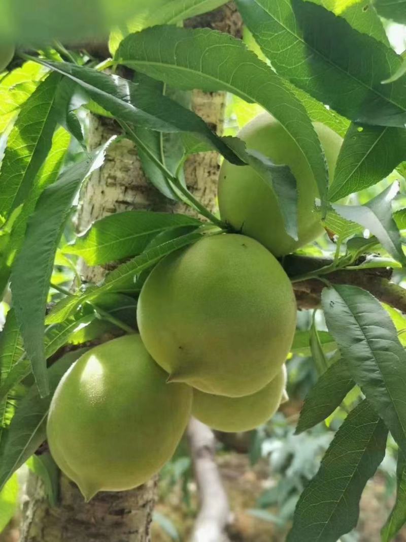 江西赣南脆甜鹰嘴桃，硬度好，一件代发鹰嘴蜜桃非连平桃子