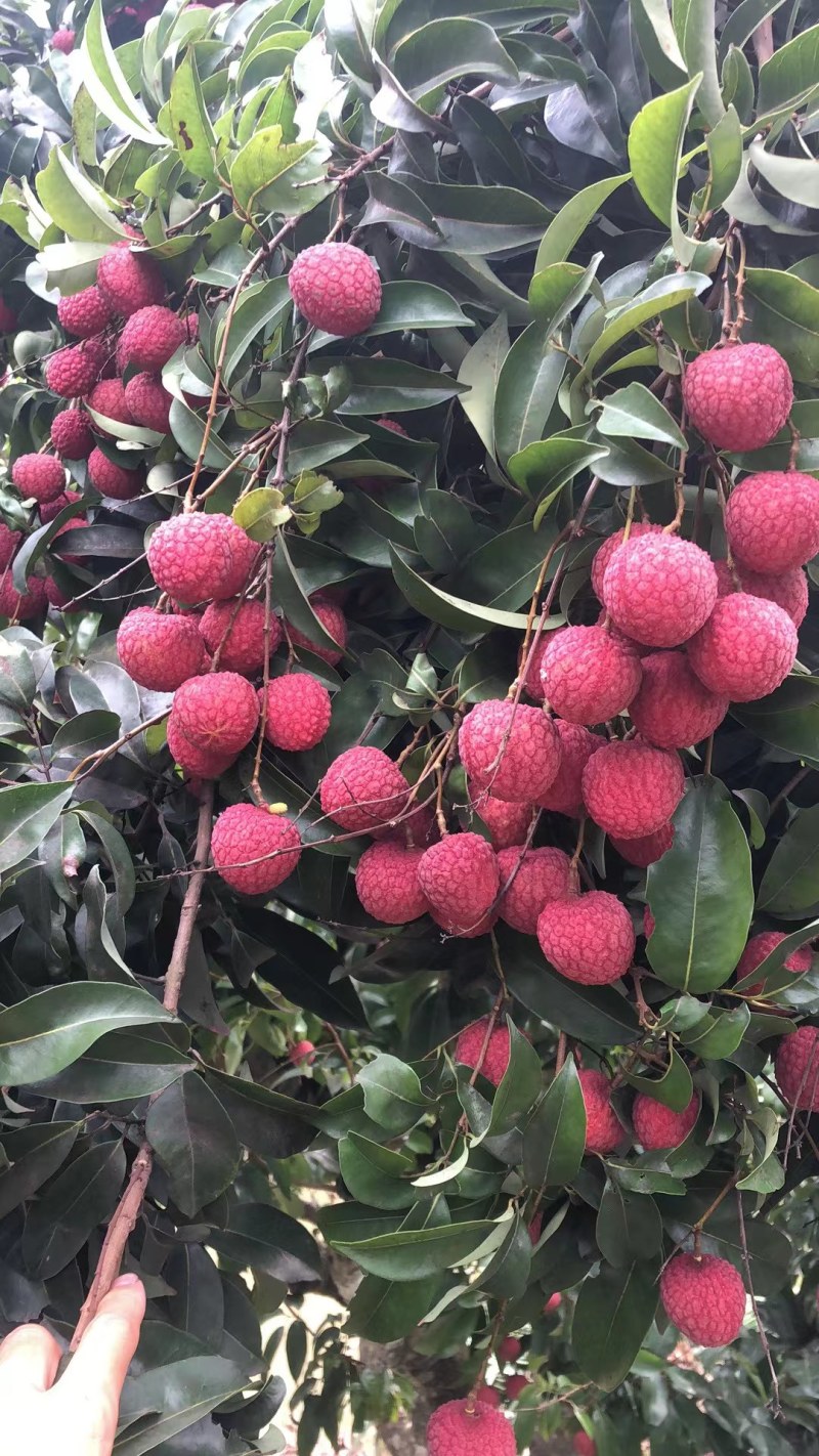 广西桂平禾荔鸡嘴桂味现在大量上市