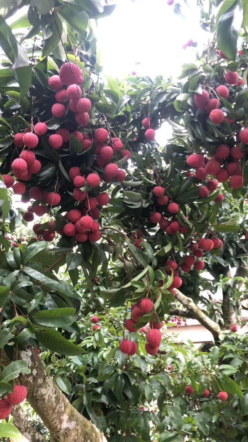 广西桂平禾荔鸡嘴桂平现在大量货源出来