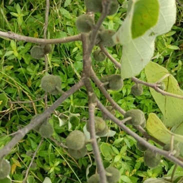 构树果