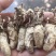 金蝉花2022年竹林里人工采挖新鲜哂干