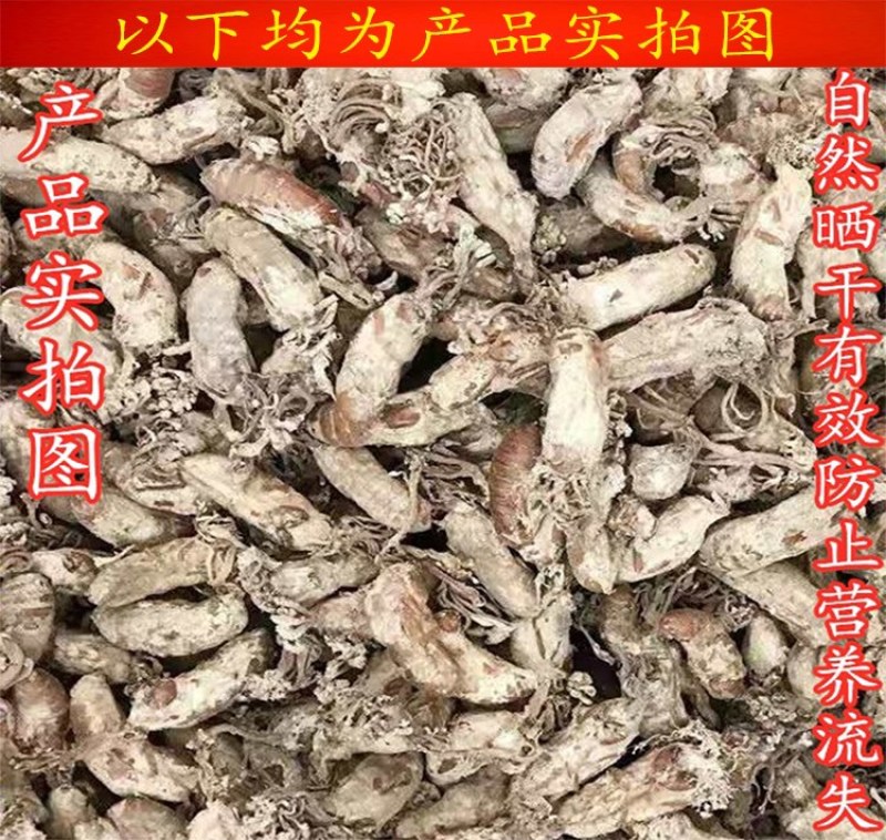 金蝉花2022年竹林里人工采挖新鲜哂干