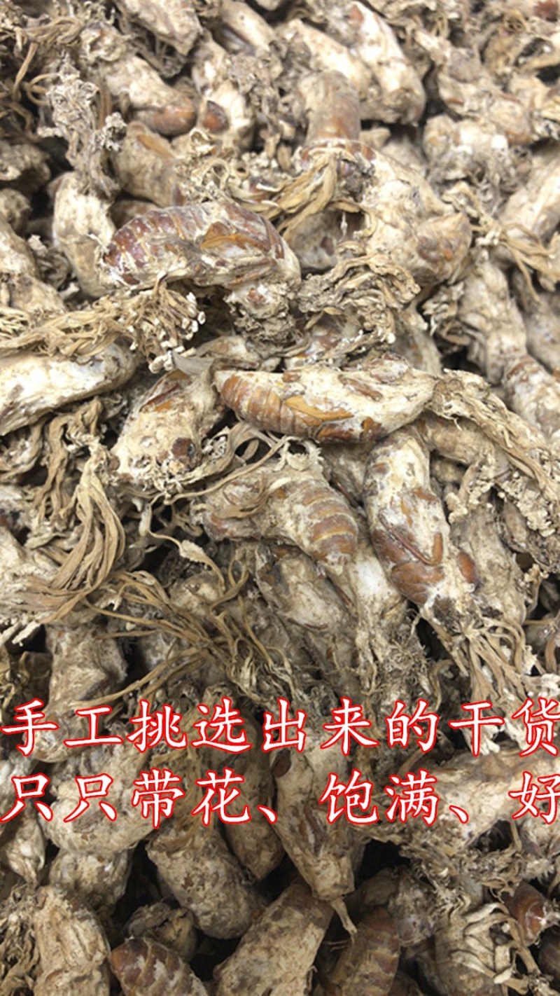 金蝉花2022年竹林里人工采挖新鲜哂干