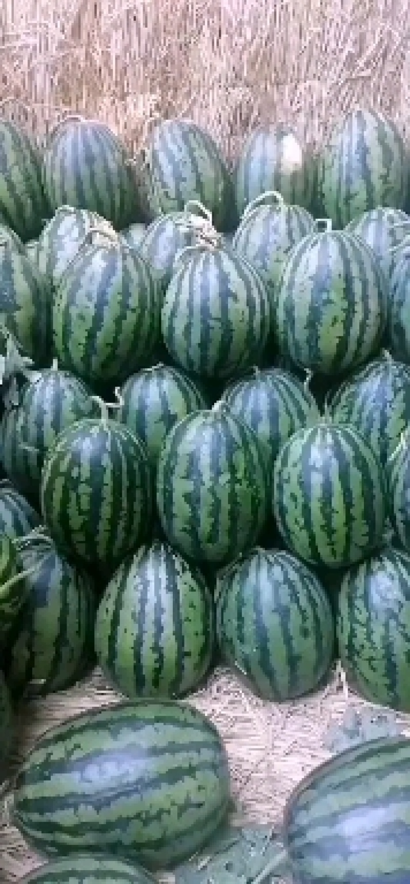 东北精品甜王西瓜大量上市，产地直发