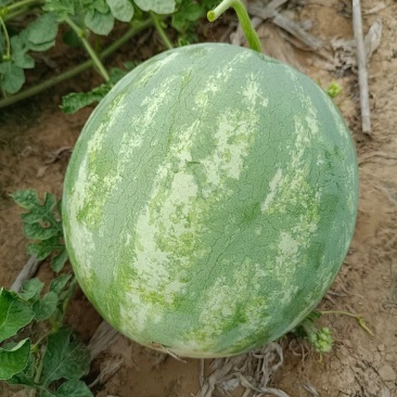 开封无籽