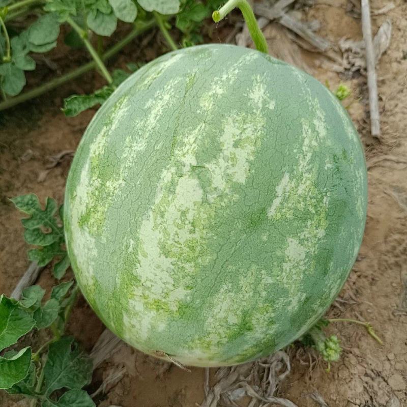 开封无籽