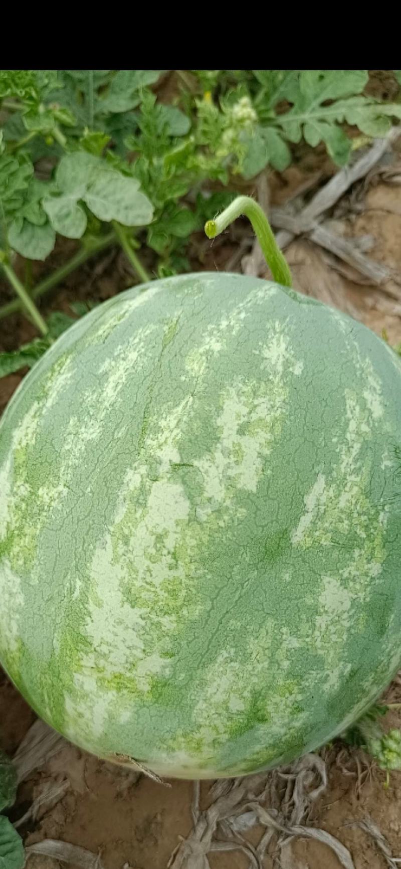 开封无籽