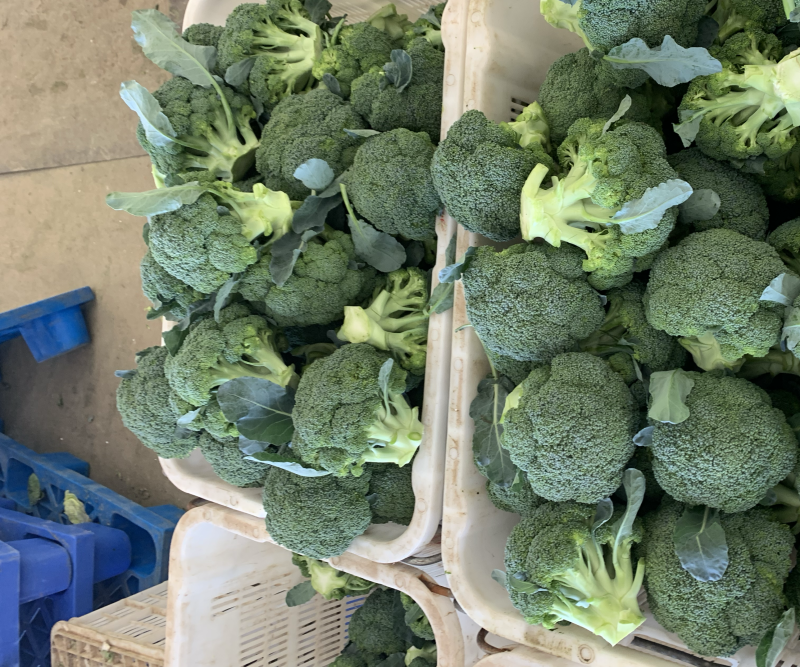 【牛商推荐】定西精品西兰花大量上市、质量保证、价格优惠