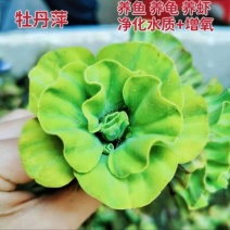 牡丹萍水草浮萍水生水培植物花卉净化水质阳台庭院微造景观