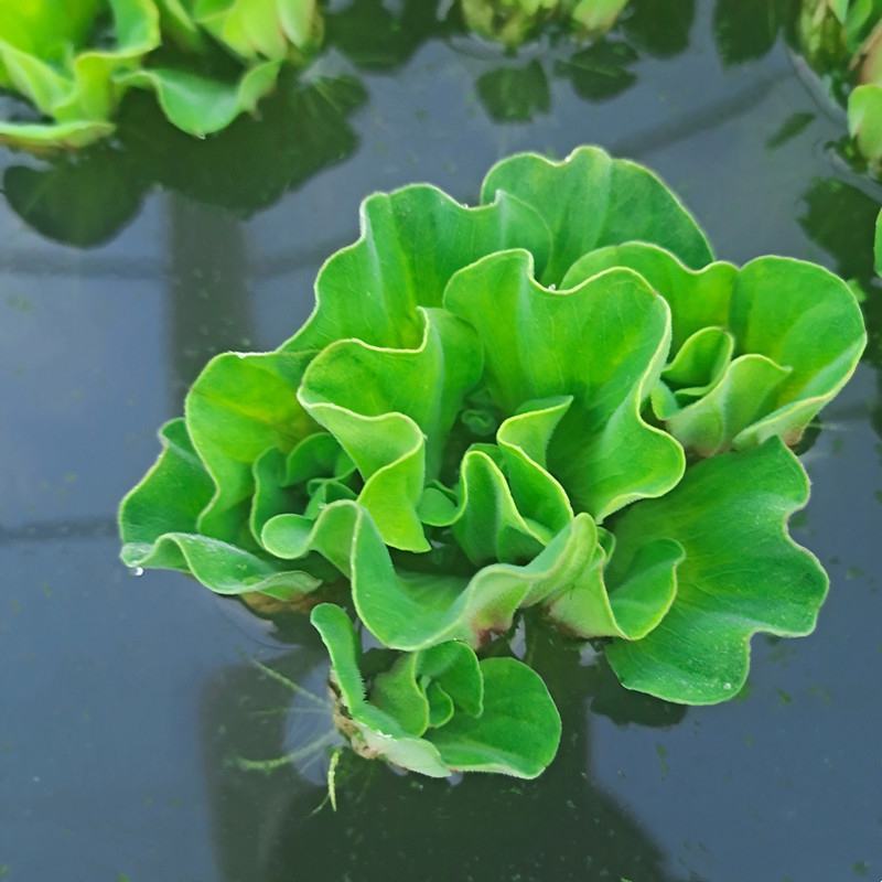 牡丹萍水草浮萍水生水培植物花卉净化水质阳台庭院微造景观