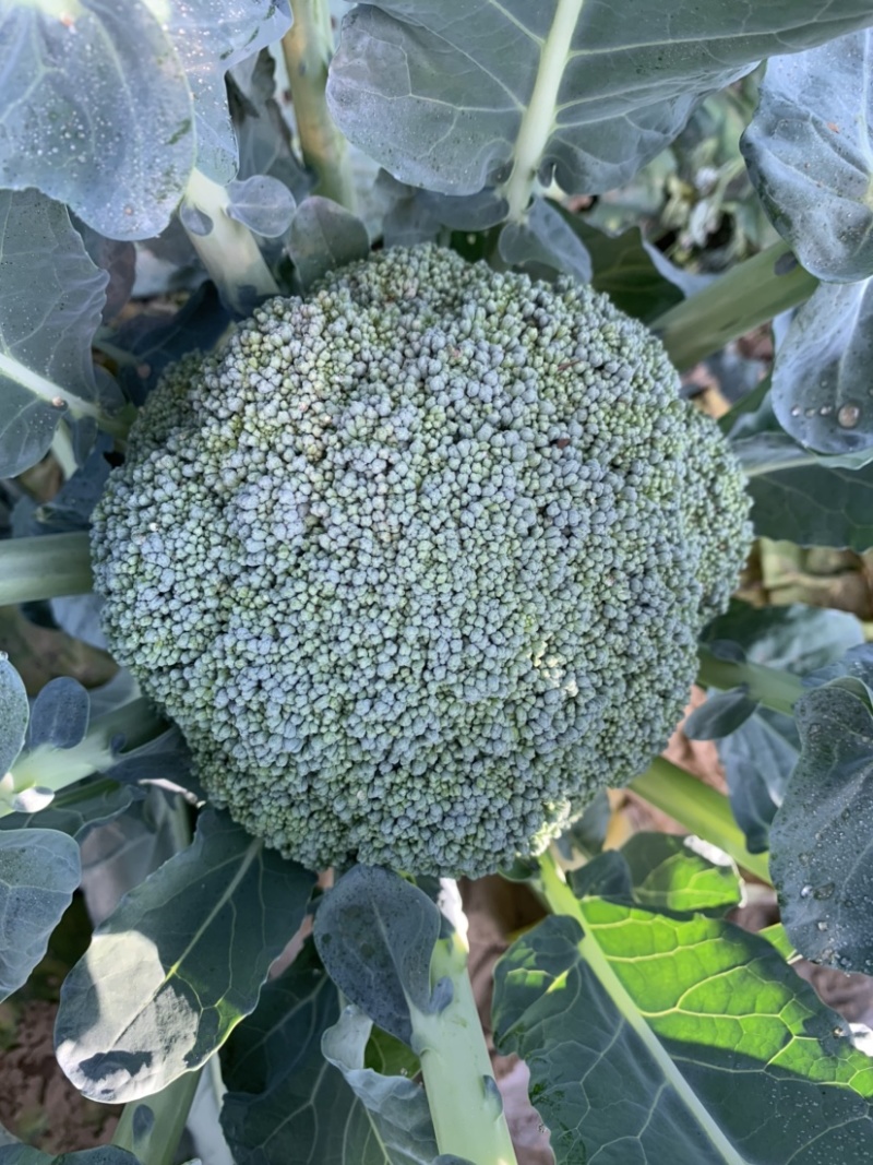 【牛商推荐】定西精品西兰花大量上市、质量保证、价格优惠